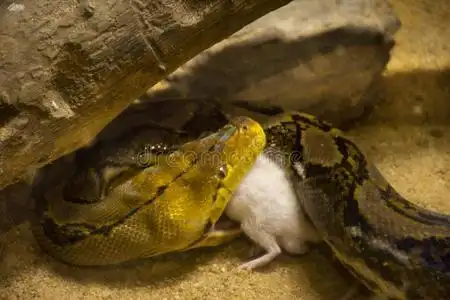 网状的巨蛇吃白色的大老鼠采用笼子在公众的公园采用邦克照片