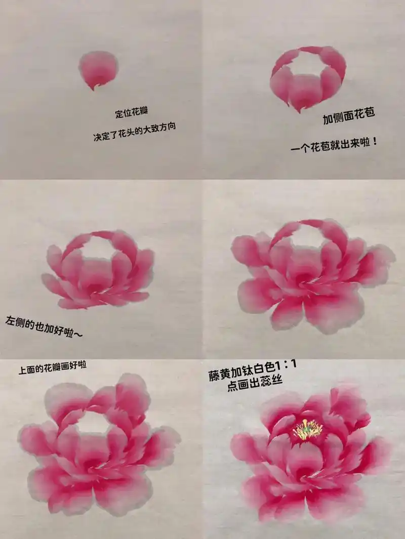 国画写意粉色牡丹花头图文教学来啦!