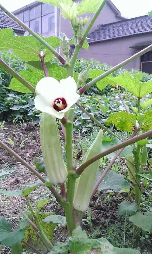 黄秋葵有八个角,十个角的吗?