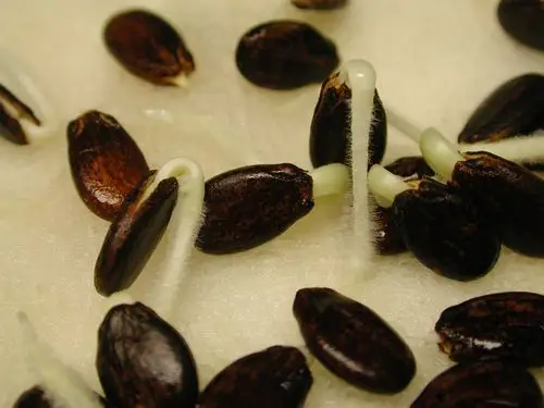 100西瓜发芽记 13.jpg