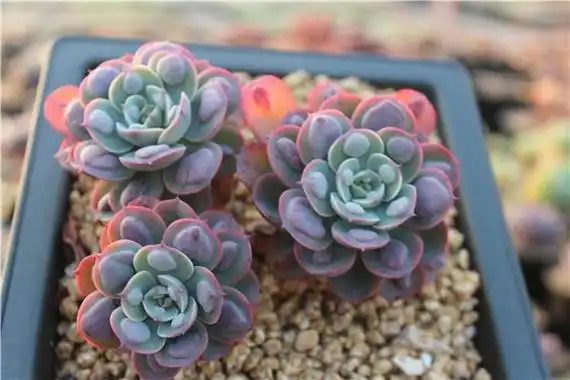 达摩宝珠多肉徒长怎么办,达摩宝珠多肉长得太高怎么办_运势阁