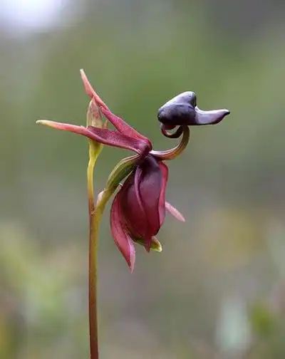 奇葩花卉之拟态系列——兰花