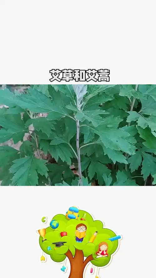 艾草和艾蒿的区别
