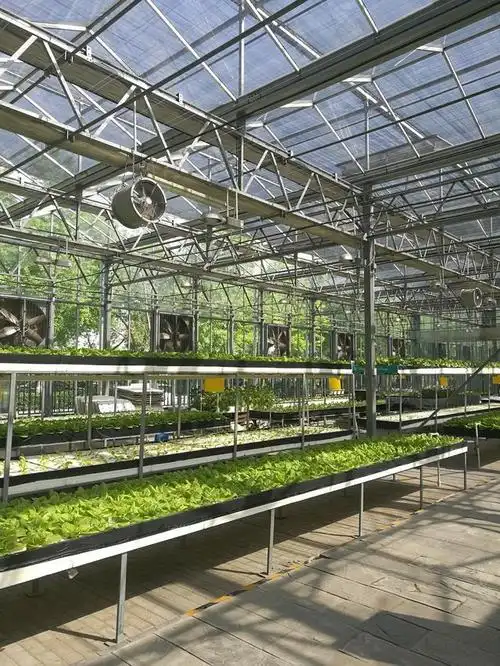 荷兰温室 - 热门商品专区