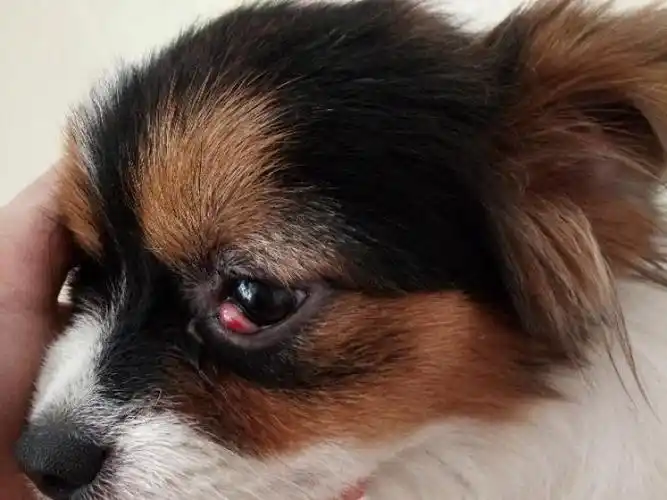 我家狗狗眼睛长息肉母狗5个月我家的小狗狗一个月前眼睛突然长点