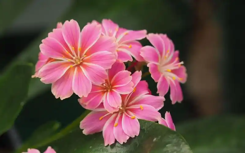 盛开的露薇花高清桌面壁纸