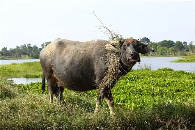 水牛
