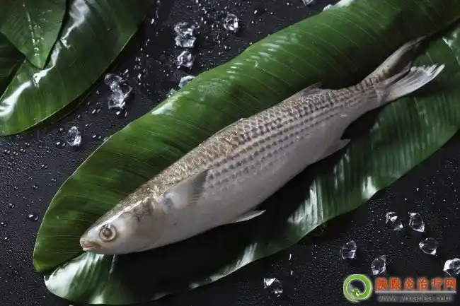 胰腺炎可以吃乌仔鱼吗