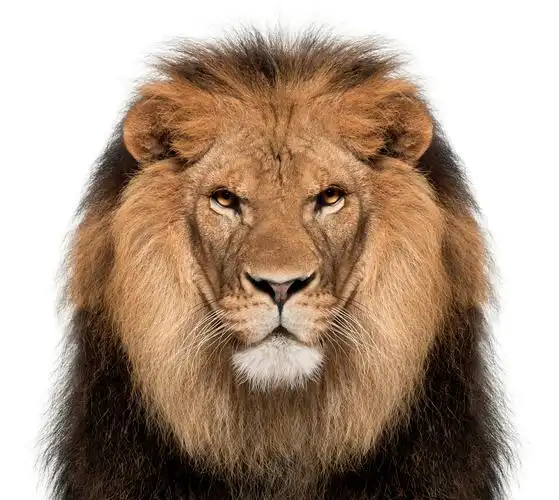 白色背景墙前一个狮子头的特写特写狮子, 虎利奥, 8 岁, 在白色 b