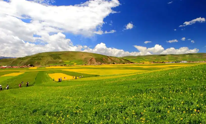 青藏高原上最美的六十万亩油菜花,盛放在祁连山下的门源县