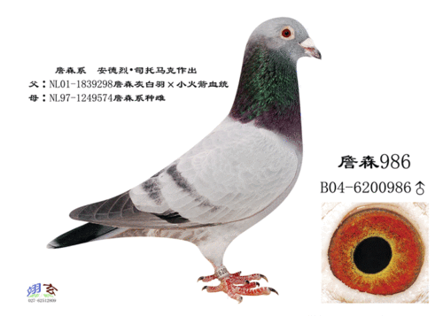 詹森986_一民鸽业_ ag188.com爱鸽商城_中国信鸽信息网