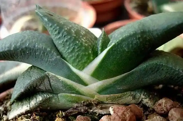 卧牛是阿福花科多肉植物也是鲨鱼掌属中最具代表性的类群之一