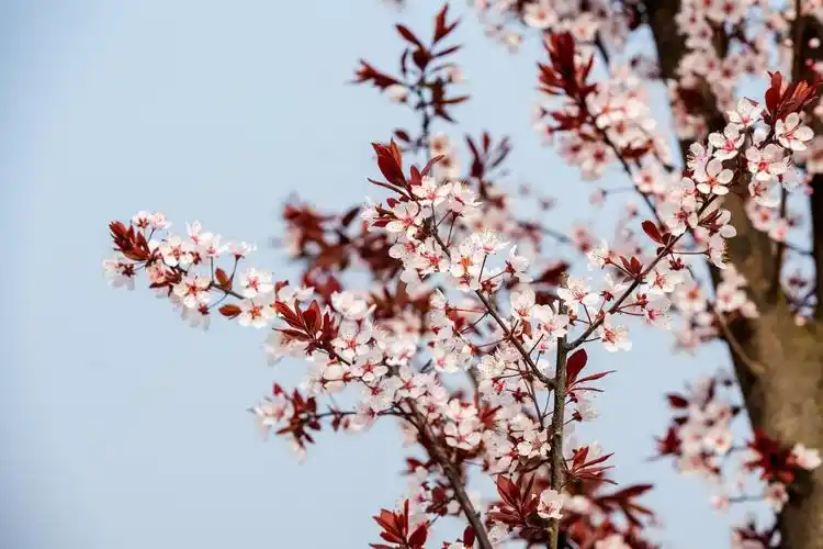 红叶李花满枝头
