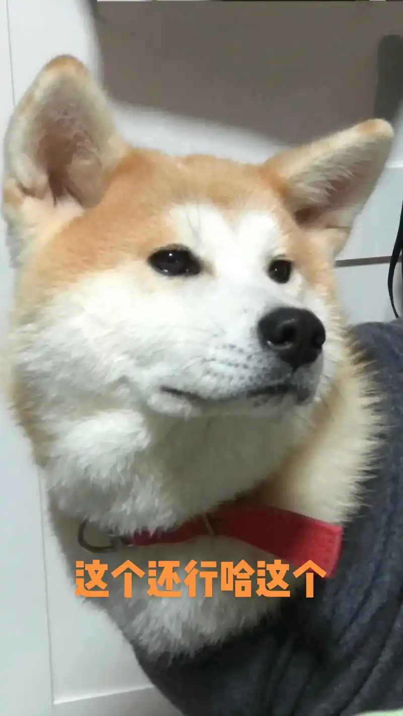 论修狗的颜值变化可以有多大#秋田犬 #家有萌宠 - 抖音