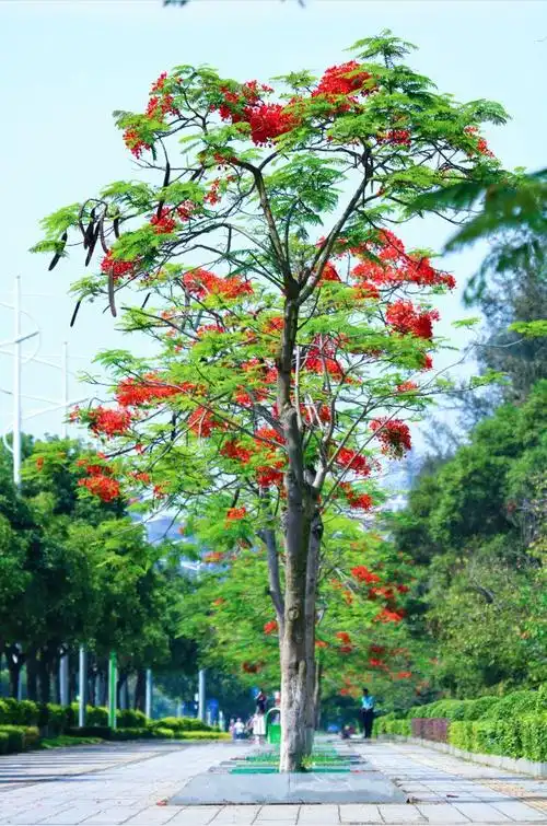 伴随着激情热辣的夏日浪潮是初夏时节醉美的风景星湖的凤凰花以上2图