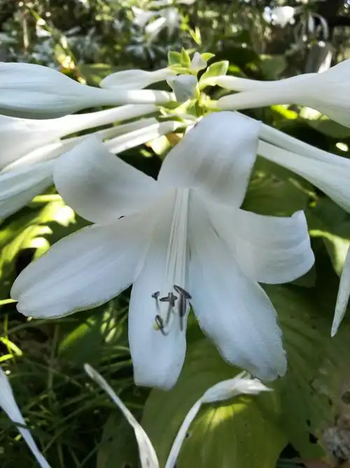 未名湖畔唱和之玉簪花篇(第四十六篇)