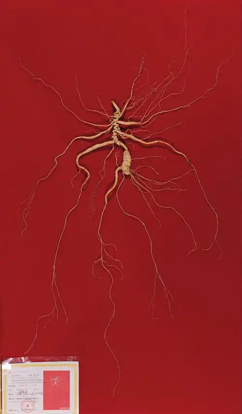 74572010年8月6日纯正野山参