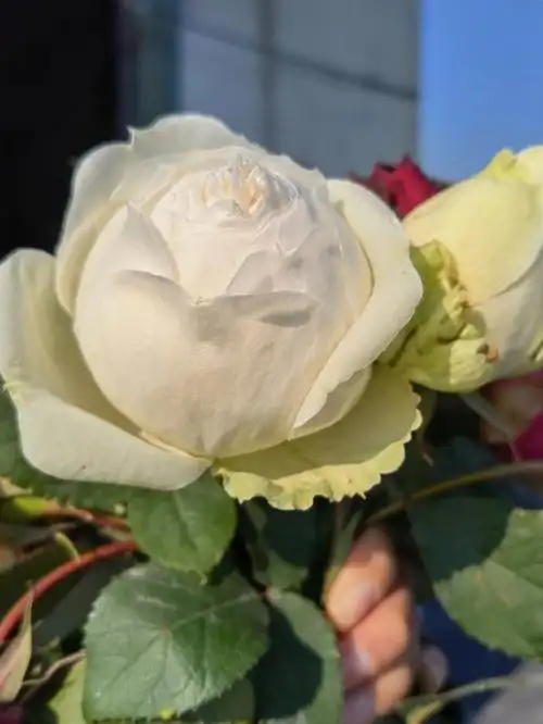 月季婚礼之路天鹅古董坦尼克