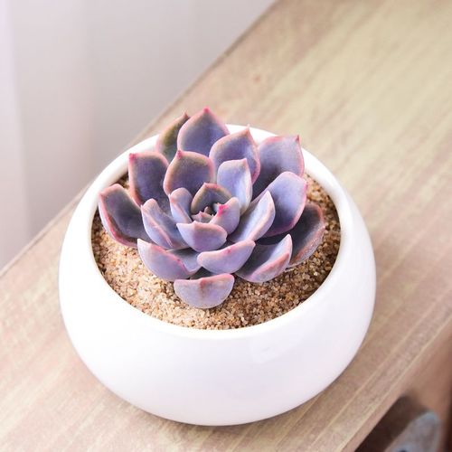 菲欧娜  多肉植物批发肉嘟嘟组合盆栽绿植花卉肉肉室内植物七彩客