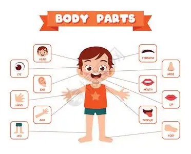 健康剪纸插画-健康剪纸卡通-超声波扫描机操作员分析病人肝脏从事现代