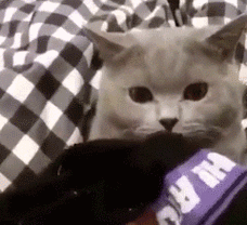 傲娇猫咪 gif 动图_动图_gif_猫咪_傲娇表情