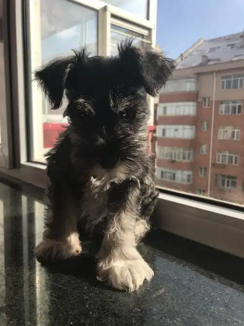 三个月的雪纳瑞黑毛根部是黄色,是不是被染色了