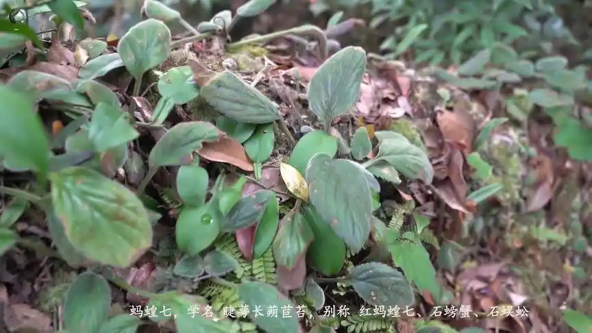 蚂蝗七是一种多年生草本植物,长在山里悬崖上,大概30-40一斤.