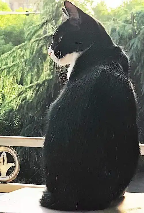 余姚富巷新村南一小区一带丢失一只黑白奶牛猫