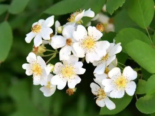 蔷薇 白色花一组