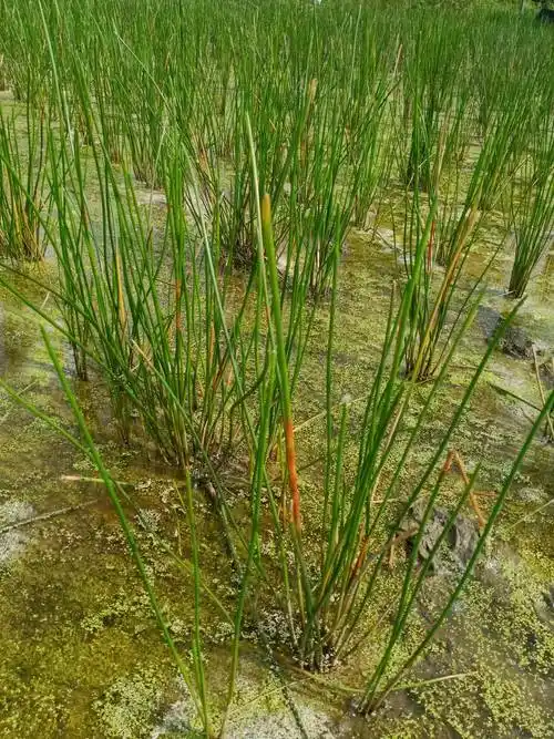 林老师我这个马蹄是什么病害