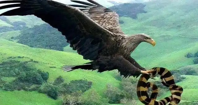 世上最大的老鹰翅膀超7米重达70公斤可捕猎狮子难寻天敌