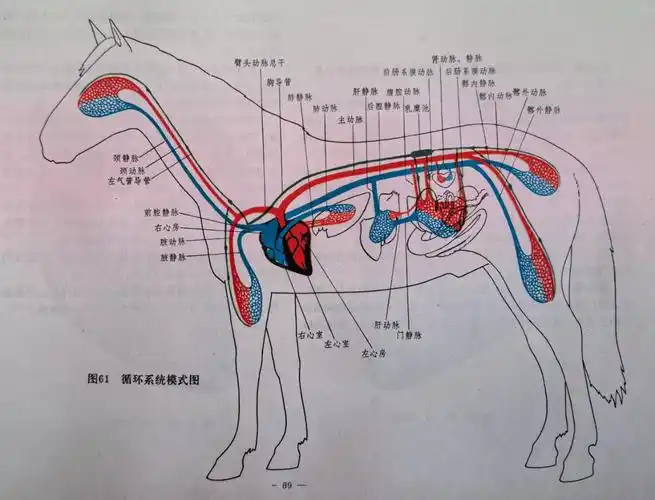 最简单全面的《马体结构图谱》_活动_驯化_人类