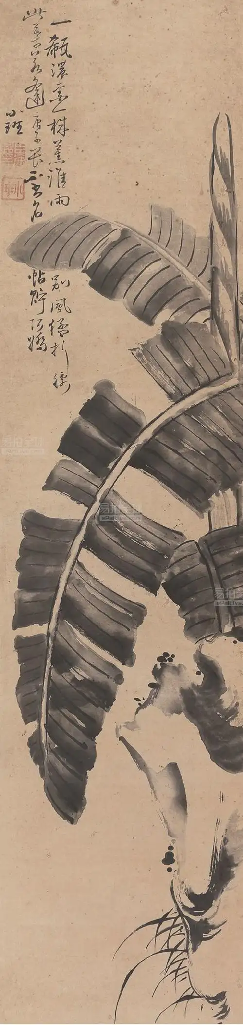 徐小班【清】芭蕉图