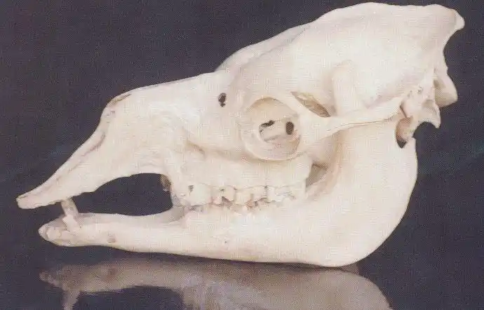 三毛荷西的结婚礼物骆驼头骨