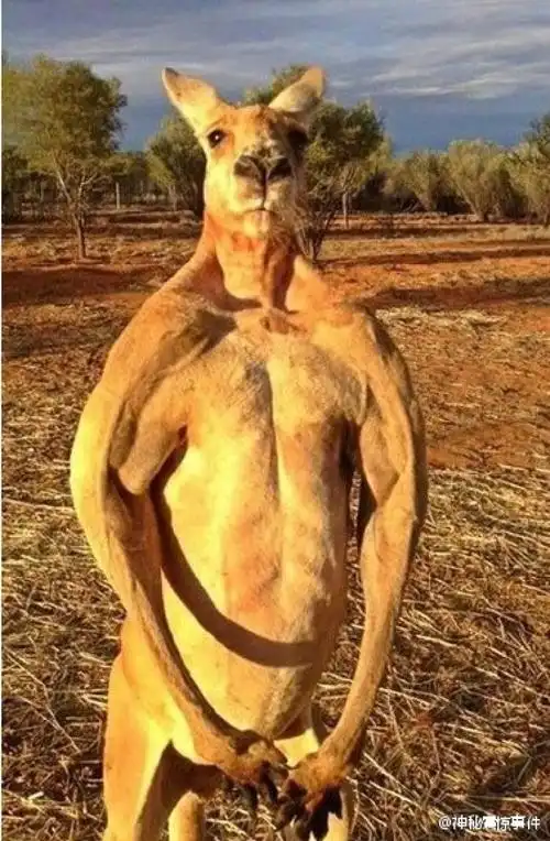 原是每天练拳击】澳大利亚有一只叫罗格的袋鼠,直立时身高有2.