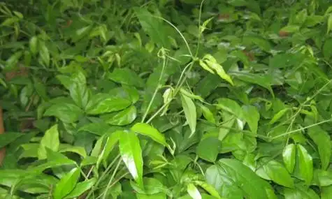 三叶青的功效与作用(三叶青对糖尿病有效吗)