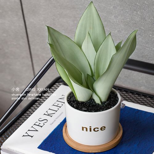 白玉虎皮兰室内小盆栽桌面防辐射绿植吸甲醛净化空气好养植物北欧