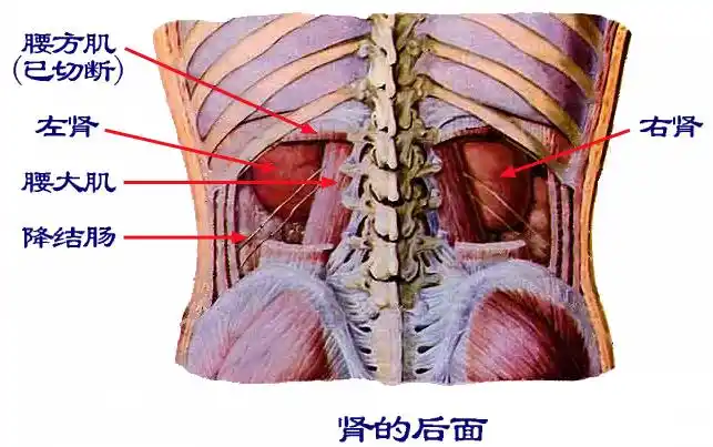 肚脐左横对两到三寸的地方是肾吗?