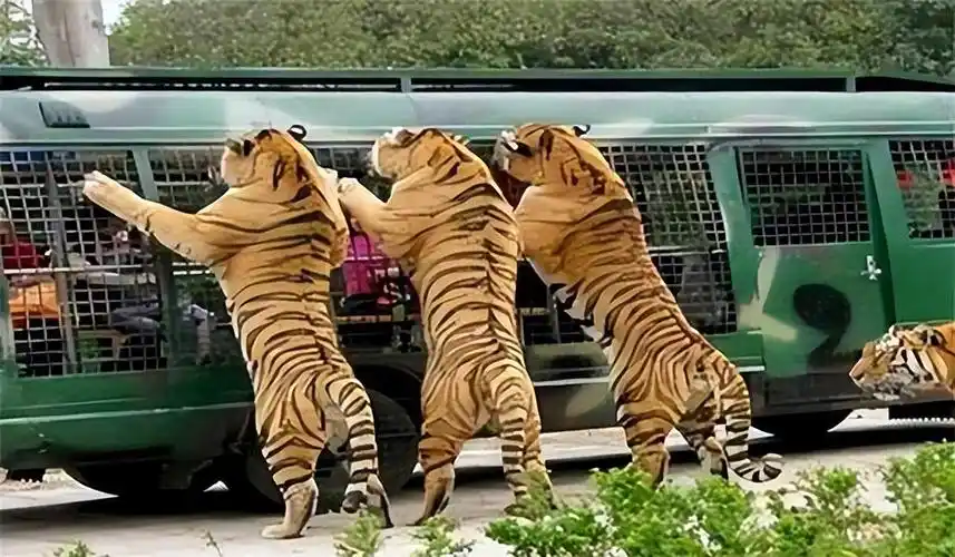 2016年八达岭老虎伤人案幸存者索赔154万被拒毁容找不到工作