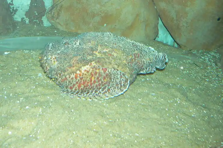 p>石头鱼是自然界中毒性很强的一种鱼,它的"致命一刺"被描述为给予