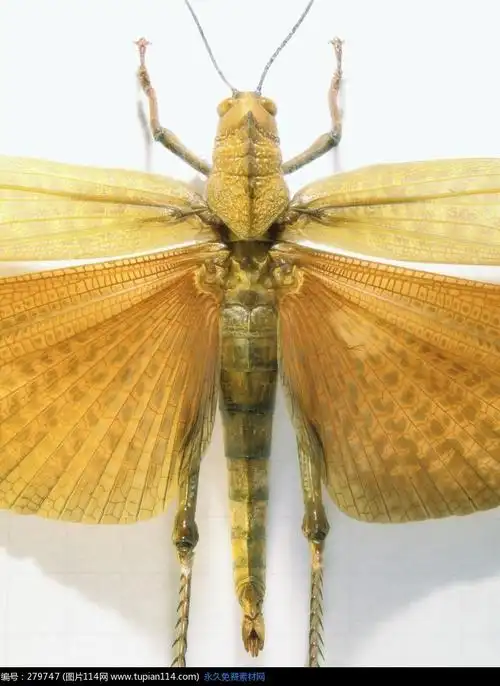 张开翅膀的黄色蝗虫