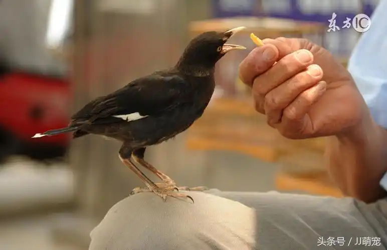 八哥说话要剪舌头吗怎么教八哥说话