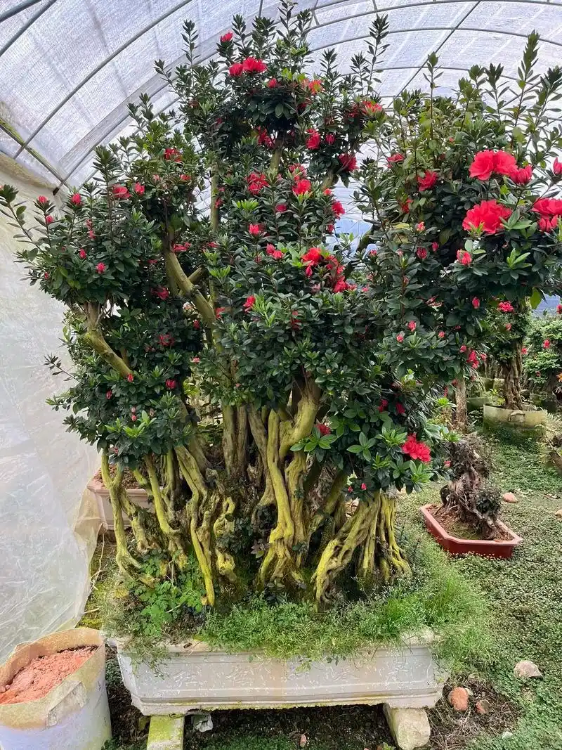 老桩 #杜鹃盆景 春暖花开的季节到了……#庭院植物 #百花 - 抖音