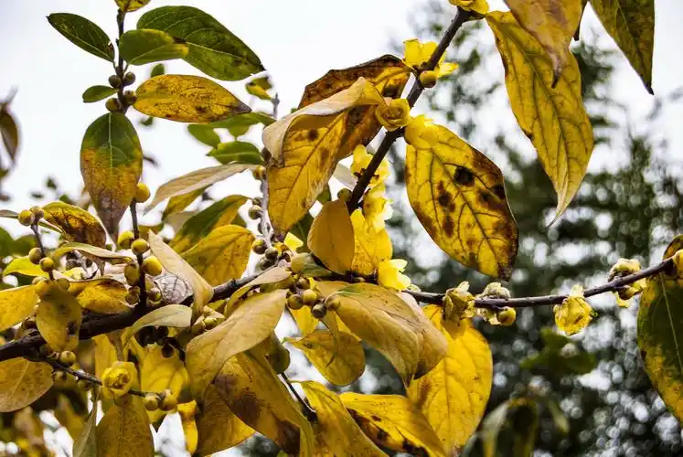 大雪节气不见雪,这里的腊梅已经绽放