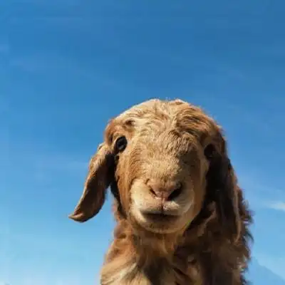 羊头像可爱图片可爱的动物头像真羊