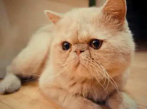 给成年加菲猫洗澡多少钱?