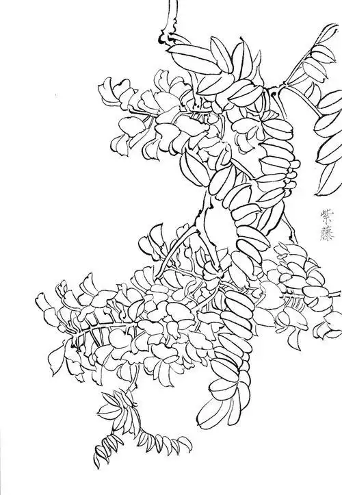 彩铅紫藤花的绘画步骤5彩铅紫藤花的绘画步骤儿童简笔画紫藤花怎么画