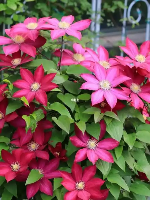 铁线莲一站式入门科普分类习性品种选择2