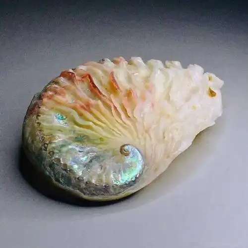 85后小伙痴迷贝壳拍的贝壳90你没见过曝光后令无数人疯狂世界美学巅峰