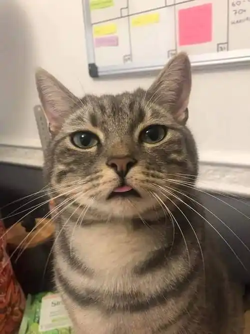 吐舌头卖萌的猫咪! zt - 虎扑社区